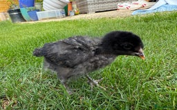 Chickens poultry for sale: Mixed breed day old chicks   - Image 3