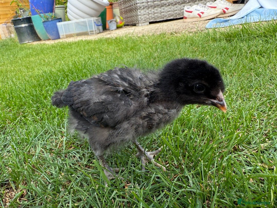 Chickens poultry for sale: Mixed breed day old chicks   - Image 3