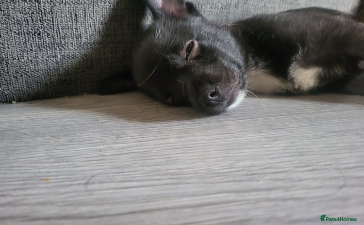 Mixed Breed dogs - Advert 6