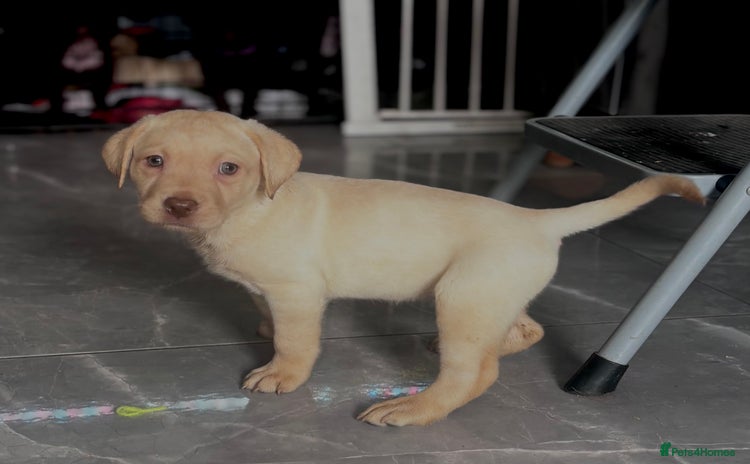Labrador Retriever dogs - Advert 6