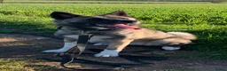 Akita dogs for sale: Beautiful 1 year old American Akita  - Advert 4