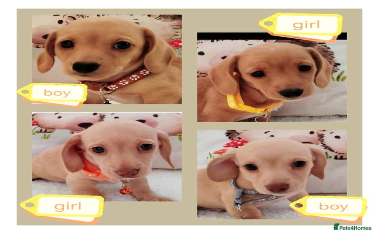 Miniature Dachshund dogs - Advert 3