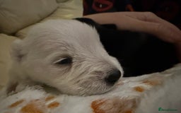 Miniature Schnauzer dogs for sale: Gorgeous KC Reg mini Schnauzers 1 black girl left  - Advert 11