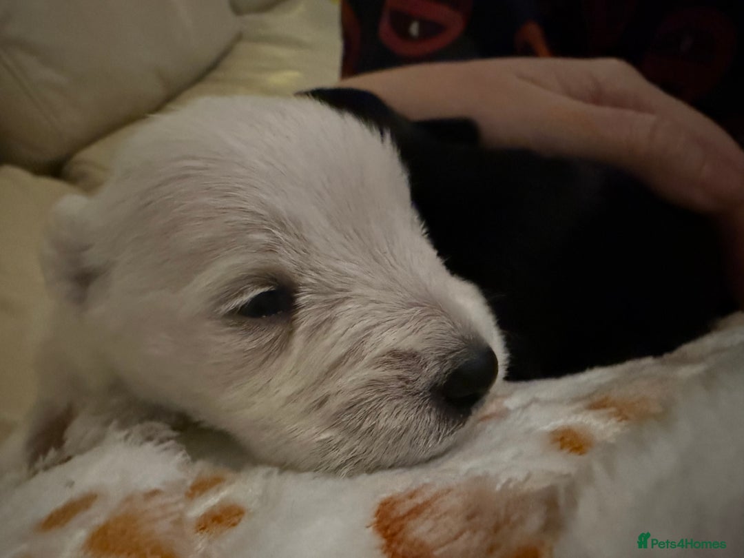 Miniature Schnauzer dogs for sale: Gorgeous KC Reg mini Schnauzers 1 black girl left  - Advert 11