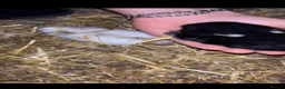 Netherland Dwarf rabbits for sale: Baby Prue breed neatherland dwarf rabbits unsexed - Advert 6