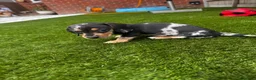 Miniature Dachshund dogs for sale: 9 Week Old Miniature Dachshund puppies in Southampton - Advert 5