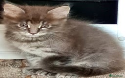 Maine Coon cats for sale: Gorgeous Maine coon boy available  - Image 2