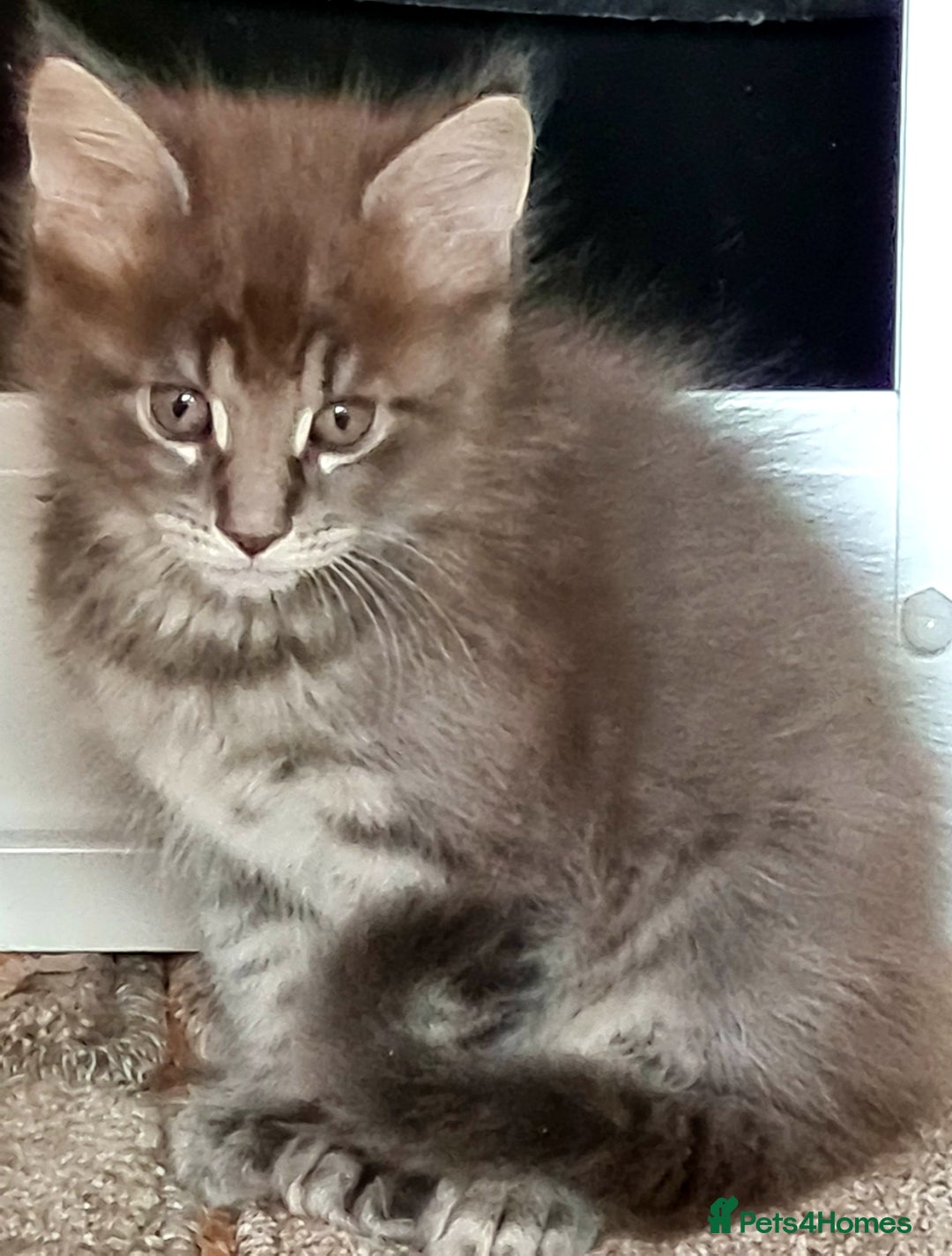 Maine Coon cats for sale: Gorgeous Maine coon boy available  - Image 2