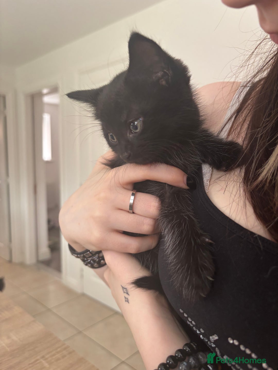 Mixed Breed cats for sale: 4 black fluff balls  - Image 18