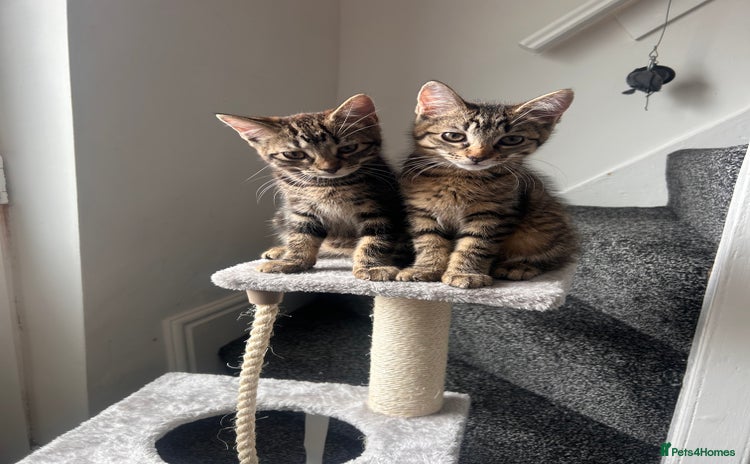 Mixed Breed cats - Advert 10