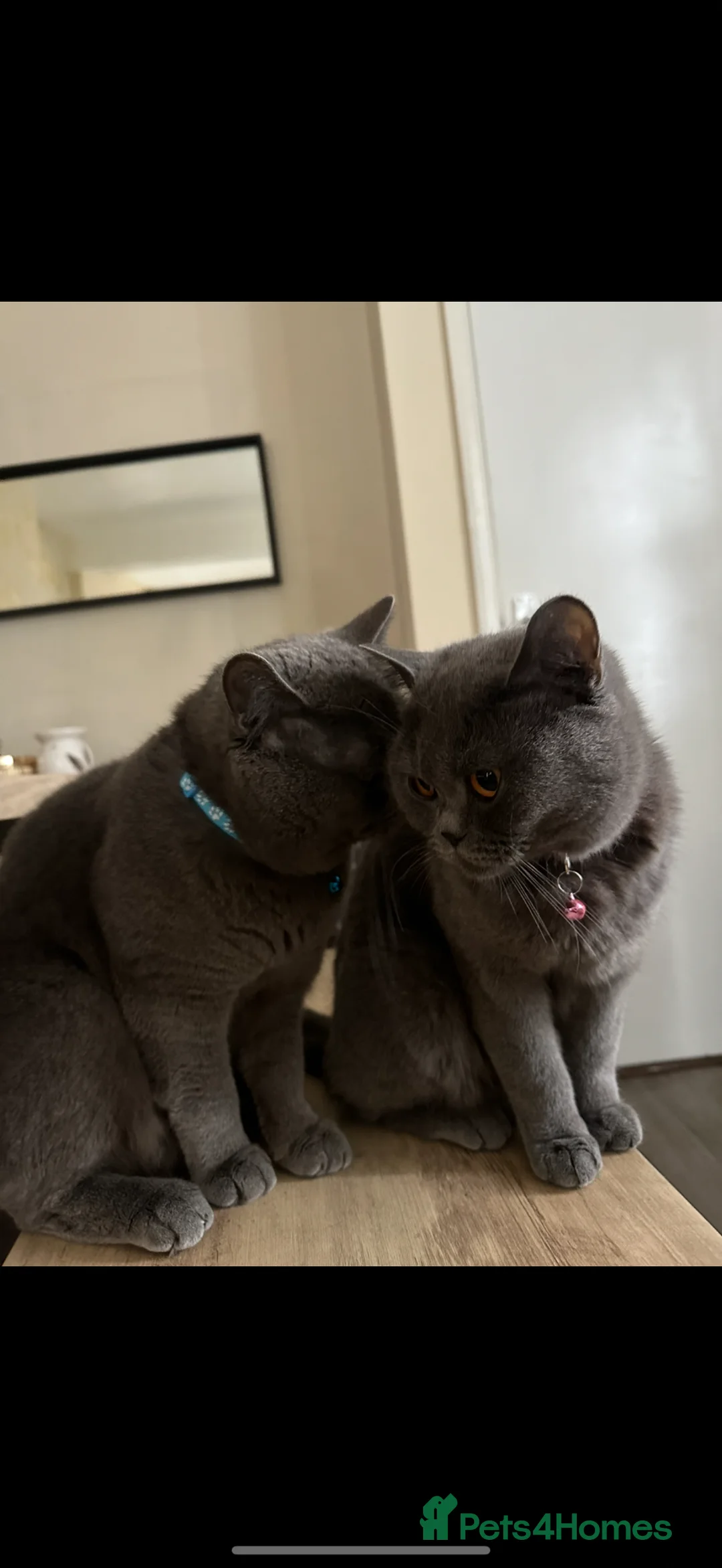 British Shorthair cats for sale: Beautiful British Shorthair Kittens  in Coventry - Advert 2