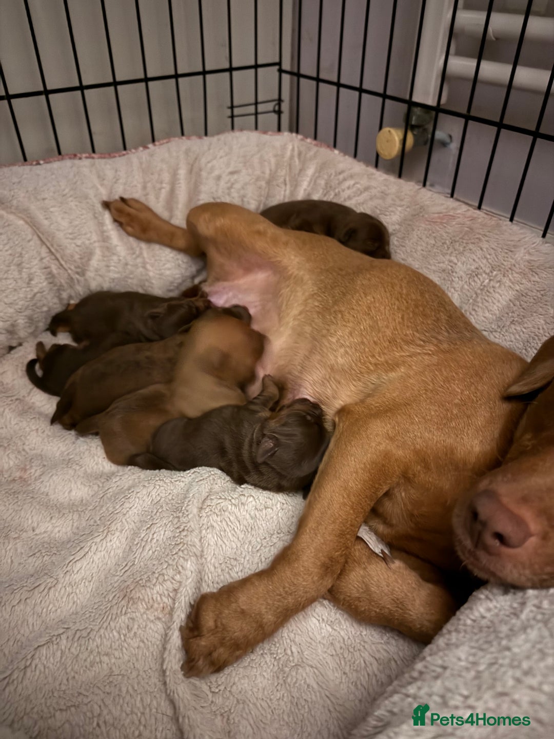 Patterdale Terrier dogs for sale: Patterdale Terrier, lovely nature. Short haired.  - Advert 6