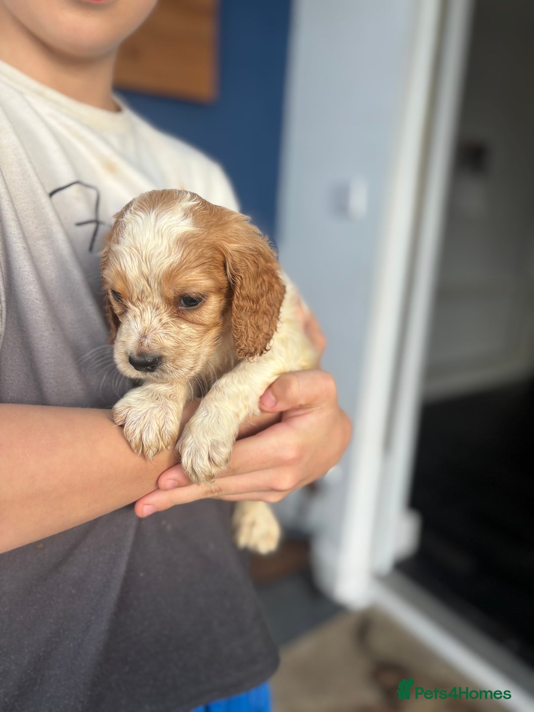 Cocker Spaniel dogs for sale: Show cocker spaniel puppies - Image 11