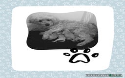 Cockapoo dogs for sale: Cockapoo ready now  - Image 9