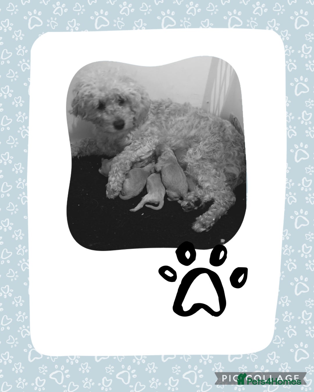 Cockapoo dogs for sale: Cockapoo ready now  - Image 9