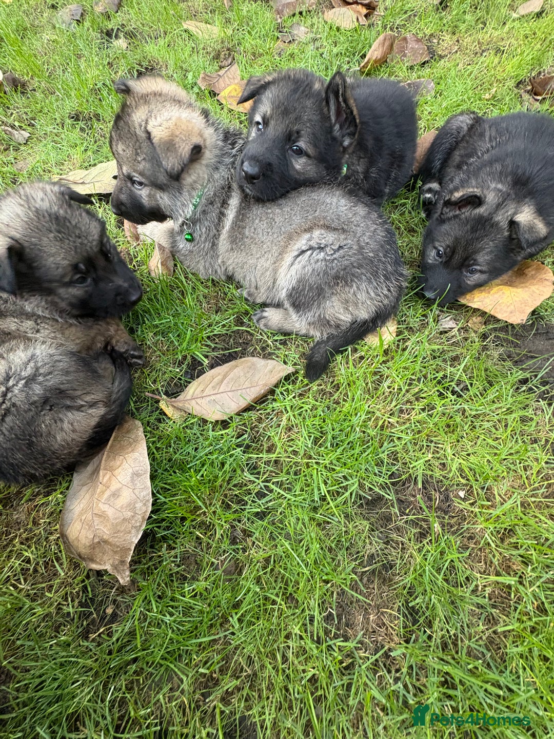 German Shepherd dogs for sale: 10 amazing german shepherd puppies - Advert 19