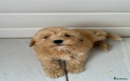 Maltipoo dogs for sale: Quality Korean maltipoos - Image 37