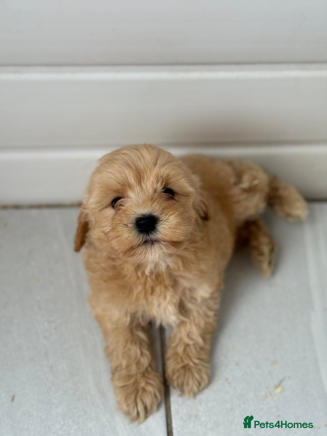 Maltipoo dogs for sale: Quality Korean maltipoos - Image 37