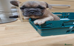 French Bulldog dogs for sale: Unique and Beautiful French bulldogs puppies  - Image 18