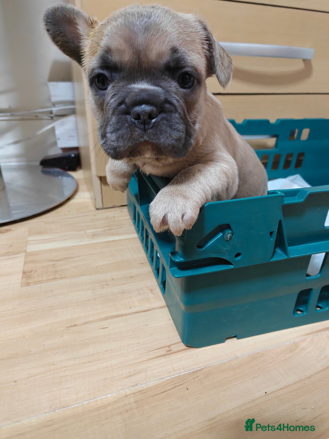 French Bulldog dogs for sale: Unique and Beautiful French bulldogs puppies  - Image 18