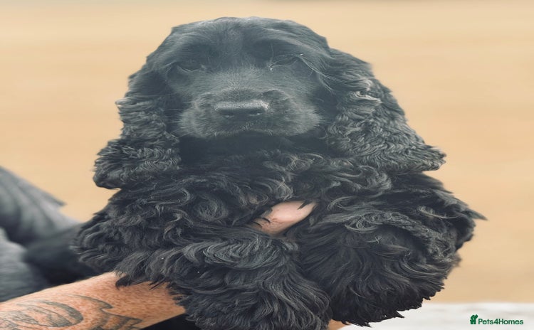 Cocker Spaniel dogs - Advert 2