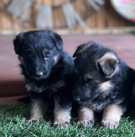 German Shepherd dogs - Advert 10