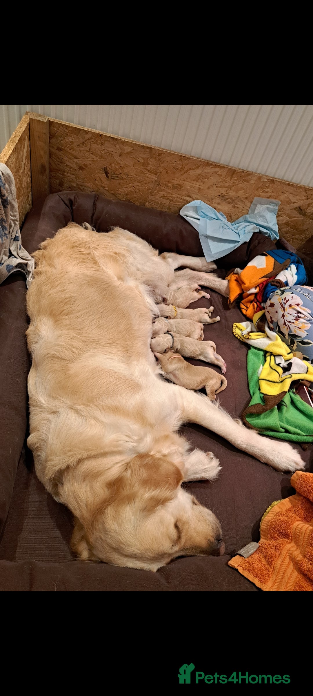 Golden Retriever dogs for sale: Beautiful Golden Retriever pups - Image 7