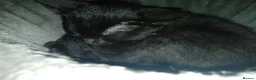 Bombay cats for sale: Black kittens  in Kirkcaldy - Advert 10