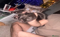 Mixed Breed cats for sale: Mixed breed kittens  - Image 17