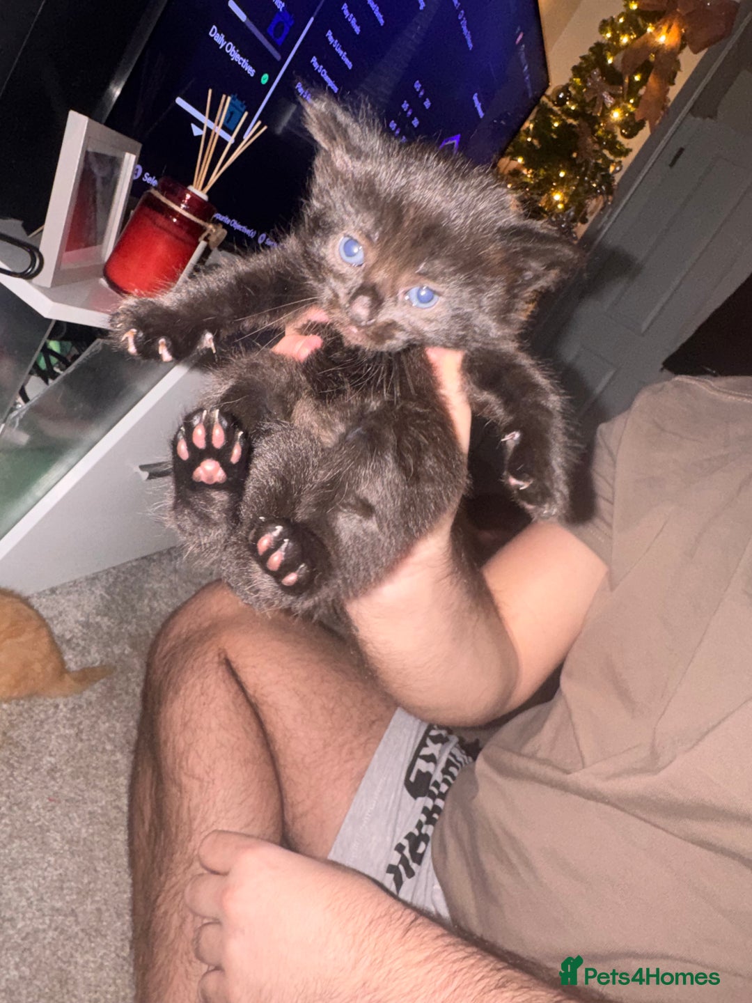 Mixed Breed cats for sale: Mixed breed kittens  - Image 17