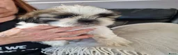 Shih Tzu dogs for sale: Adorable Shih Tzu Puppies – 4 Boys & 1 Girl  in Coventry - Advert 2