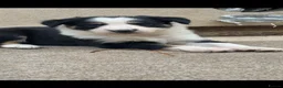Border Collie dogs for sale: Beautiful border collie puppies - Advert 6