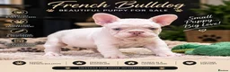 French Bulldog dogs for sale: New Shades Puppies/ DNA 🧬 Tested Parents  - Advert 11