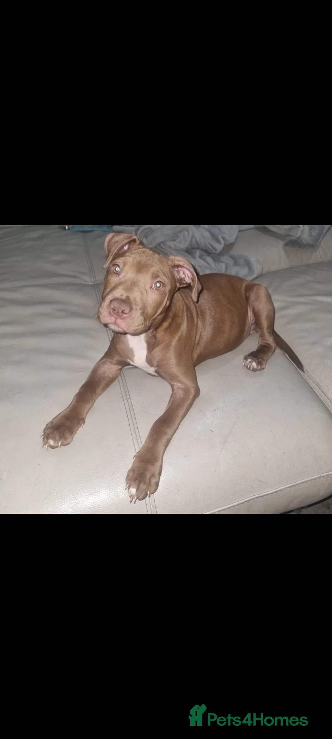 Staffordshire Bull Terrier dogs for sale: beautiful light chocolate female staff in Orpington - Advert 6