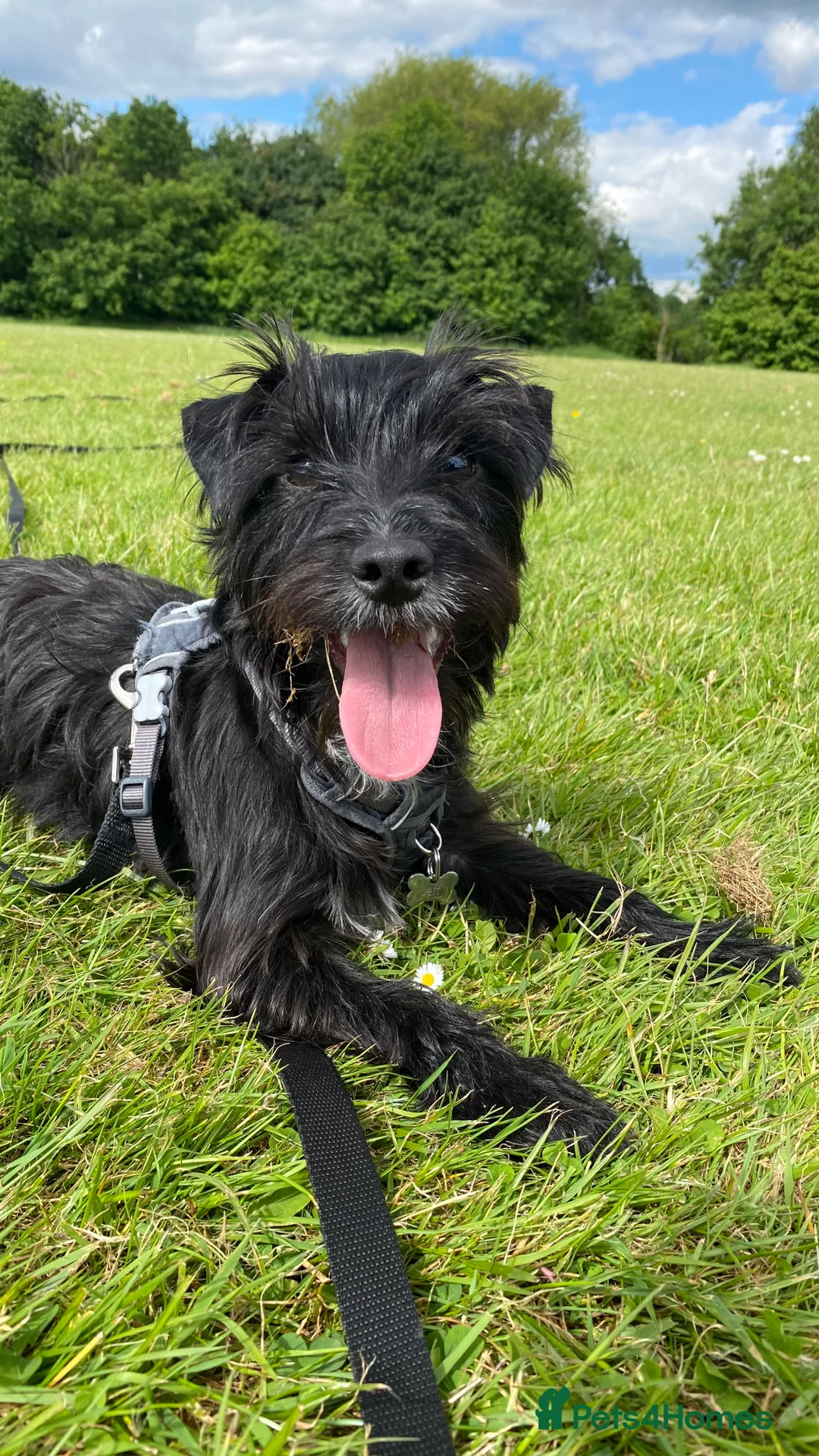 Mixed Breed dogs for sale: Jeff. Looking for special forever home 🐾 - Advert 3