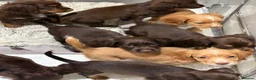 Cocker Spaniel dogs for sale: Beautiful kc working cocker spaniels  - Advert 11