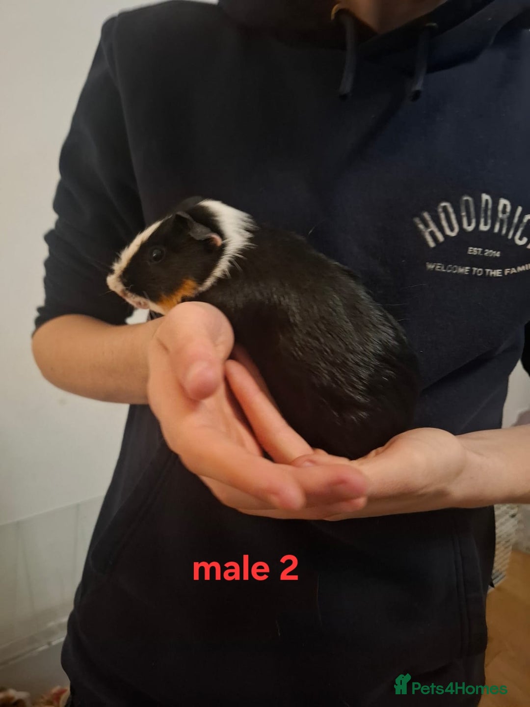 Guinea Pig rodents for sale: 13 guinea pigs mixed breed - Advert 13