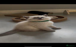 British Shorthair cats for sale: Exceptional GCCF Colourpointed British shorthaired in Ingatestone - Image 15