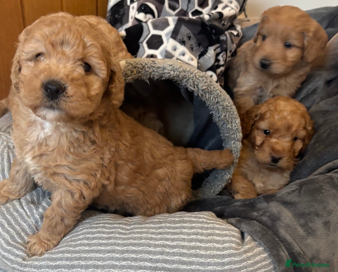 Cockapoo dogs for sale: Cockapoo Puppies – Well Socialised and beautiful  - Advert 18