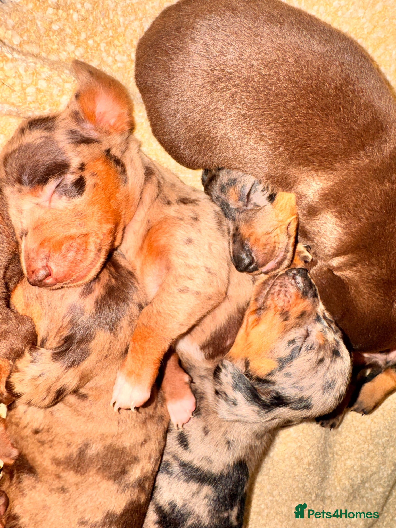 Miniature Dachshund dogs Four beautiful dachshund babies  - Advert 1