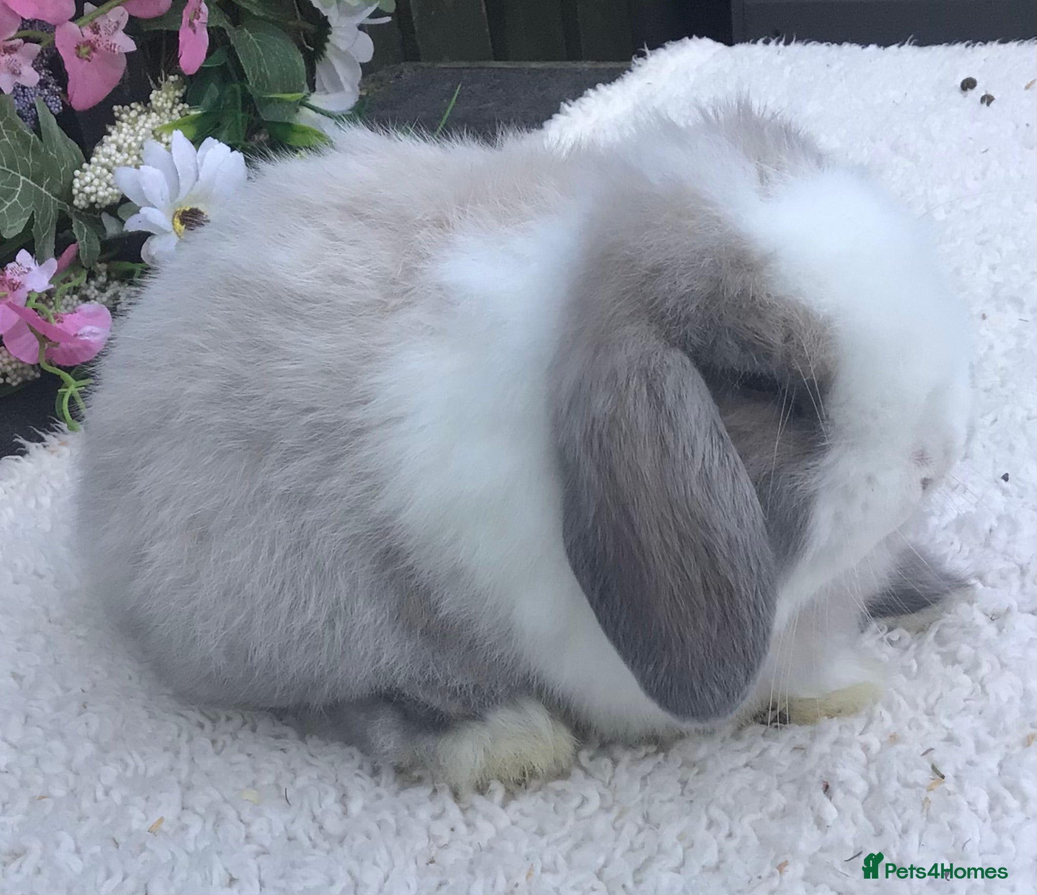 Mini Lop rabbits Mini lop buck - Advert 1