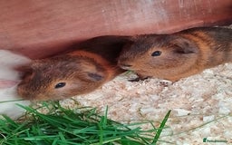 Guinea Pig rodents for sale: Beautiful male Guinea pigs - Image 3