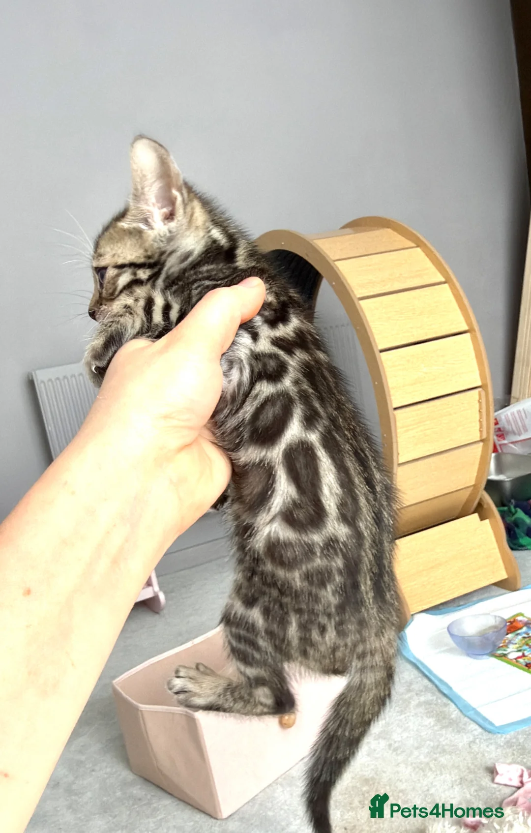 Bengal cats for sale: Bengal kittens - Advert 1