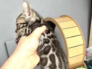 Bengal cats Bengal kittens - Advert 1