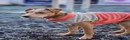Mixed Breed dogs for sale: Fern 2 years old  in Dukinfield - Advert 19