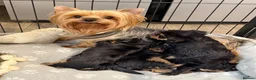 Yorkshire Terrier dogs for sale: Kc registered Yorkshire terrier puppies - Advert 9