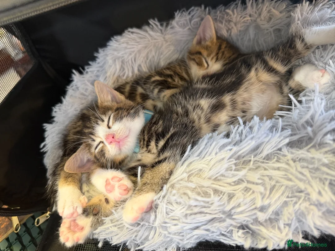 Mixed Breed cats for sale: 2 male kittens  in Walsall - Advert 3