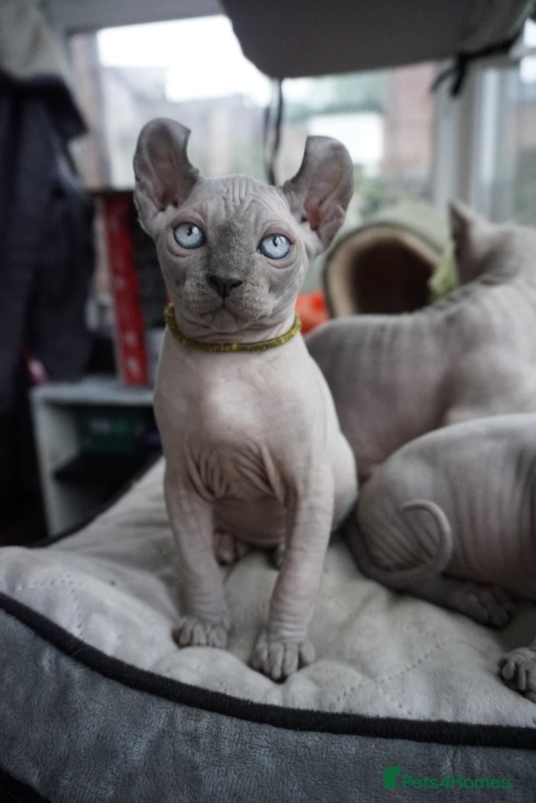 Sphynx cats Elf kittens for the best homes. READY NOW - Advert 2