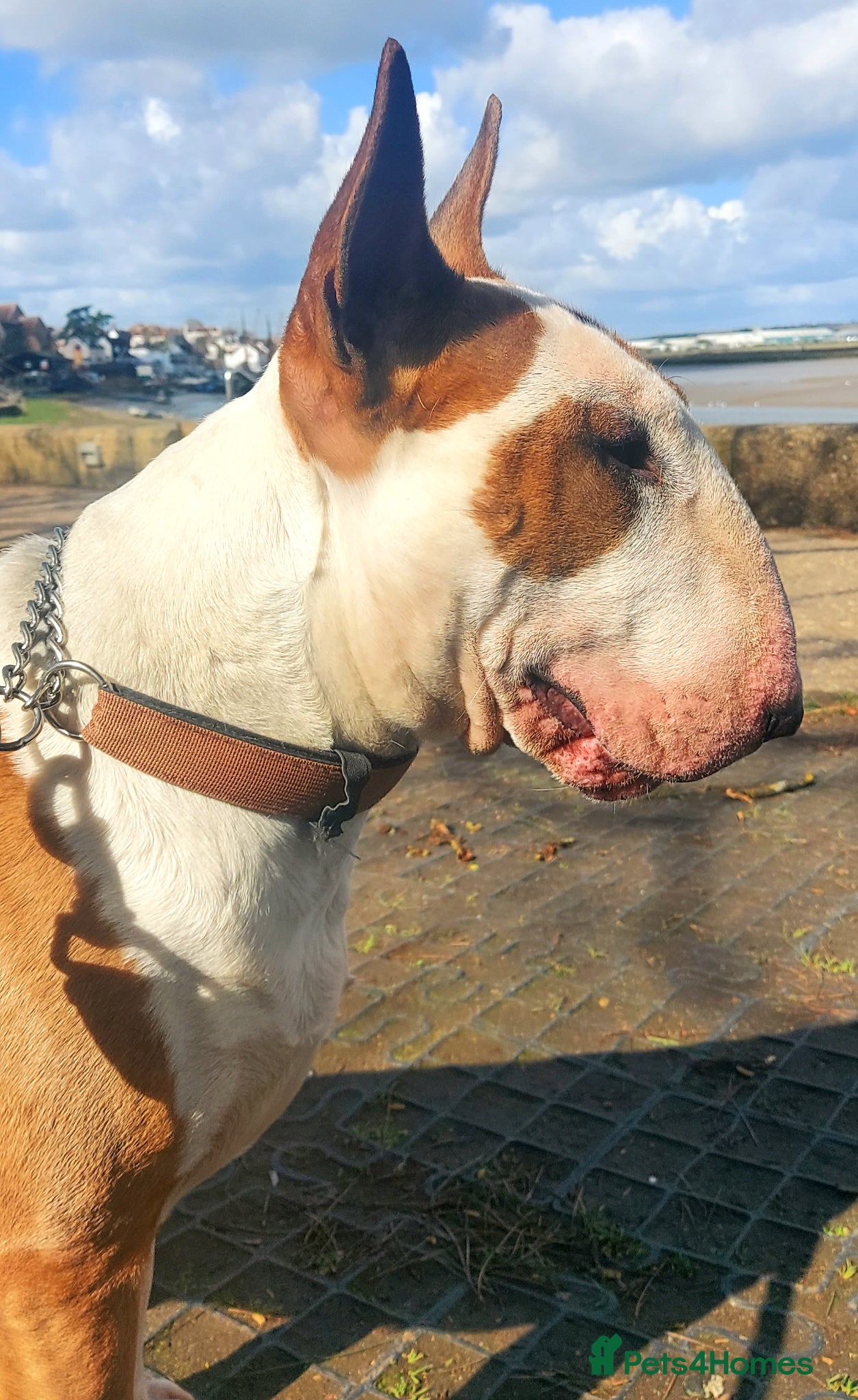 Bull Terrier dogs Bull Terrier Stud Dog Champion lines - Advert 1