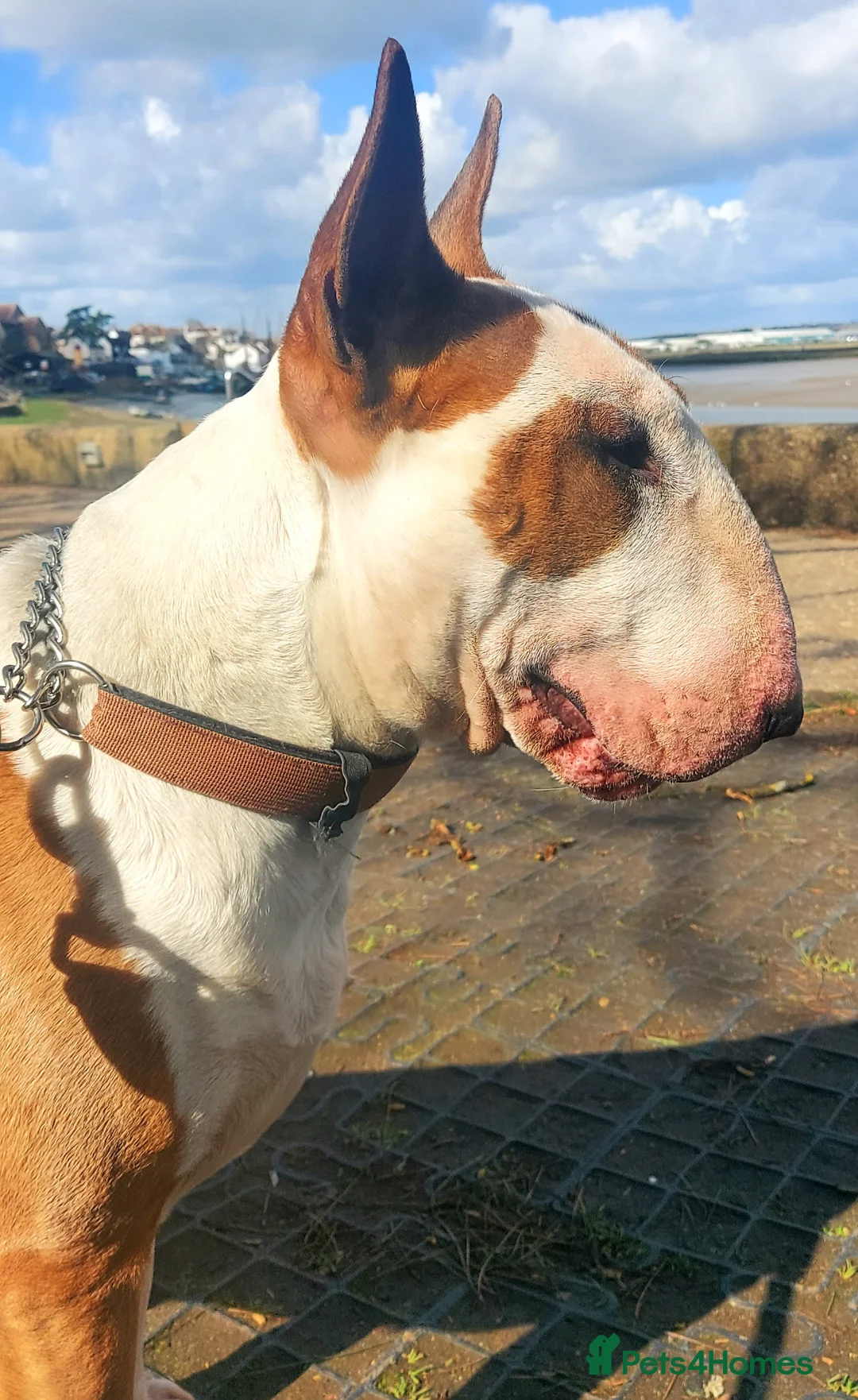 Bull Terrier dogs for stud: Bull Terrier Stud Dog Champion lines - Advert 1